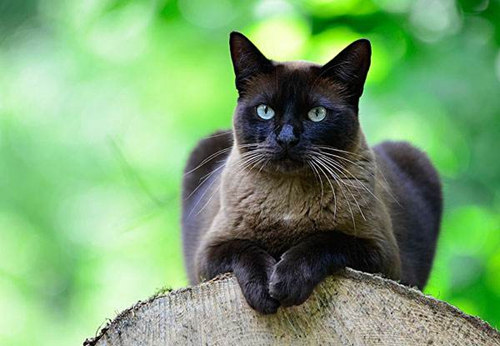 東奇尼貓得了貓瘟怎么治 貓瘟治療方法