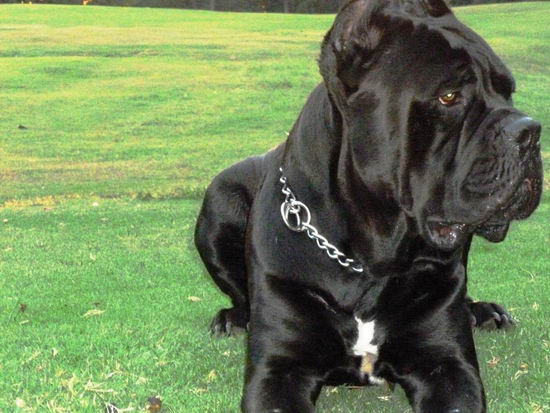 卡斯羅犬怎么養(yǎng) 卡斯羅犬飼養(yǎng)方法及注意事項2