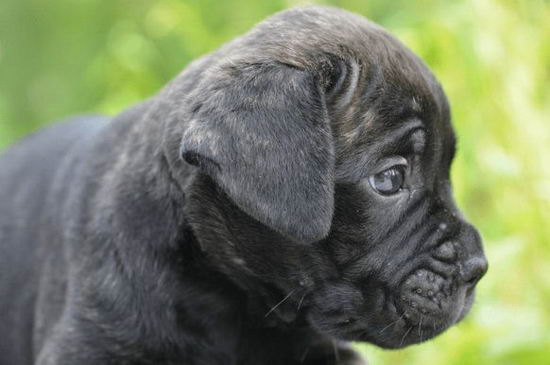 卡斯羅犬吃什么好 卡斯羅犬吃什么狗糧好2