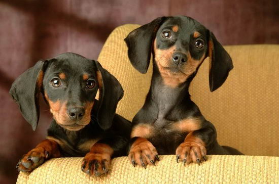 臘腸犬怎么養(yǎng) 臘腸犬飼養(yǎng)方法及注意事項(xiàng)1