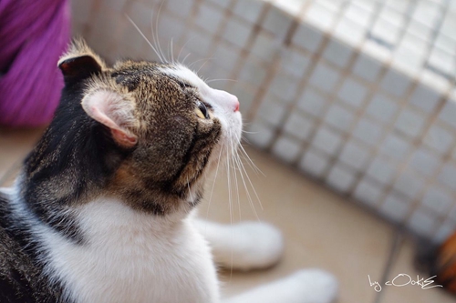 美國卷耳貓脾氣怎么樣 卷耳貓性格介紹