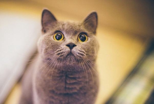 英國(guó)短毛貓常見(jiàn)疾病有哪些 英短常見(jiàn)疾病介紹