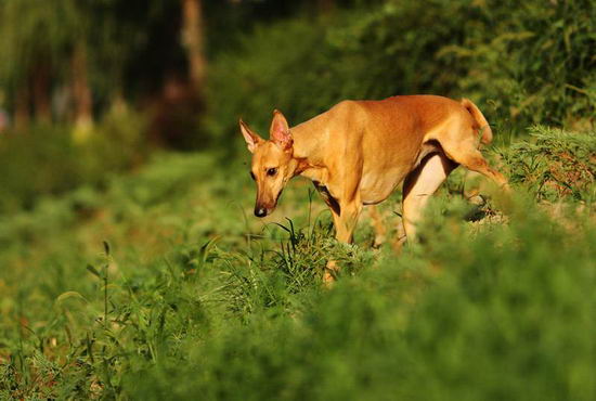 法老王獵犬怎么養(yǎng) 法老王獵犬飼養(yǎng)方法3