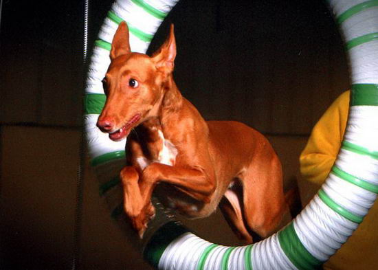 法老王獵犬怎么養(yǎng) 法老王獵犬飼養(yǎng)方法2