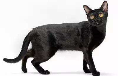 孟買貓?jiān)趺聪郎I痕 孟買貓淚痕消除方法