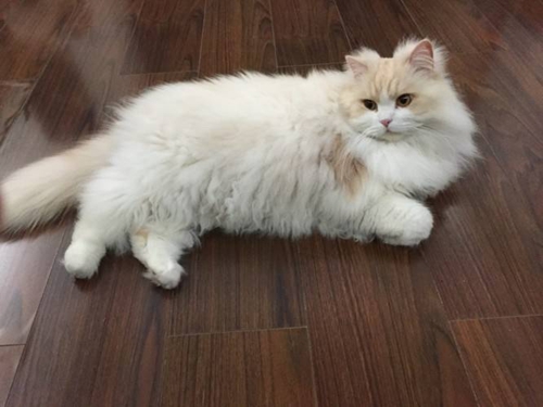 英國長毛貓價格多少錢 英國長毛貓價格