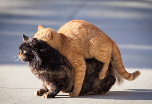 母貓不發(fā)情能懷孕嗎 貓咪發(fā)情時間規(guī)律