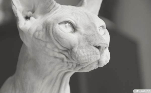 彼得禿貓和斯芬克斯有什么區(qū)別