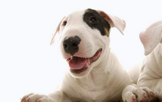 小型斗牛梗怎么養(yǎng) 小型斗牛梗飼養(yǎng)方法1