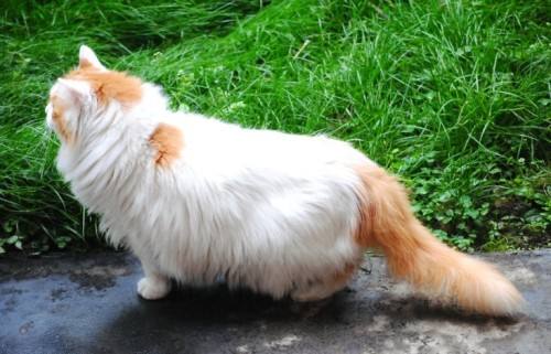 如何治療貓脂漏性皮炎 貓脂漏性皮炎的治療方法