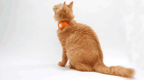 貓咪除蚤項(xiàng)圈好用嗎 貓咪除蚤項(xiàng)圈作用介紹