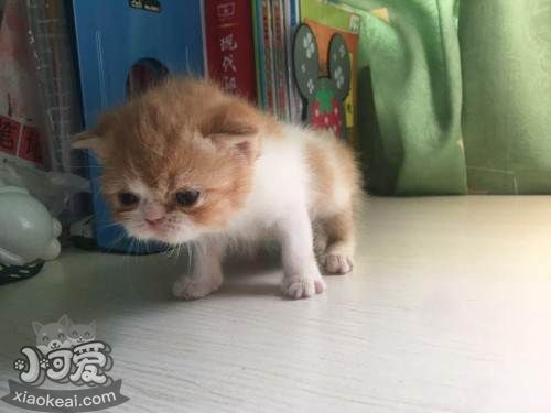 加菲貓怎么體外驅(qū)蟲 加菲貓體外驅(qū)蟲方法