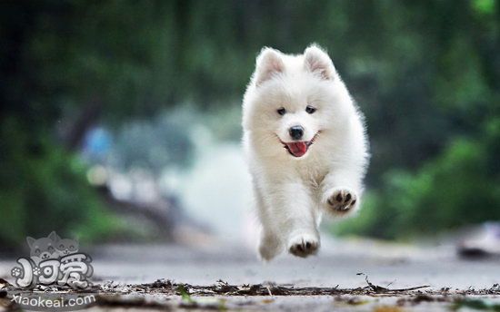 薩摩耶幼犬怎么養(yǎng) 薩摩耶幼犬喂養(yǎng)方法及注意事項2