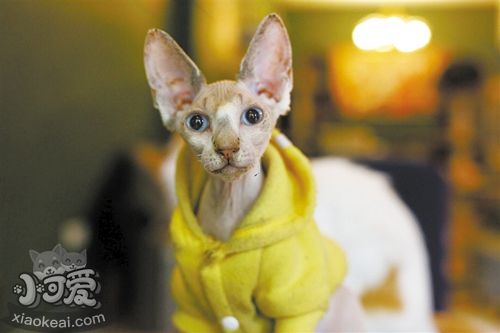 加拿大無(wú)毛貓咳嗽怎么辦 貓咪咳嗽的預(yù)防措施