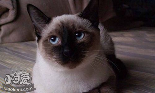 暹羅貓常患疾病有哪些 暹羅貓?；技膊〗榻B