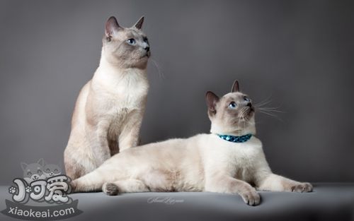 暹羅貓打噴嚏怎么辦 暹羅貓打噴嚏原因