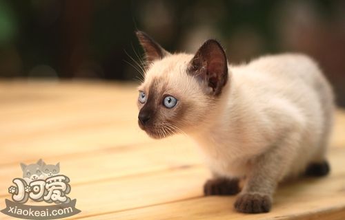 暹羅貓注射疫苗前注意什么 注射疫苗注意事項