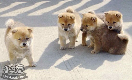 小柴犬皮膚怎么保養(yǎng) 柴犬幼犬皮膚護(hù)理方法 1