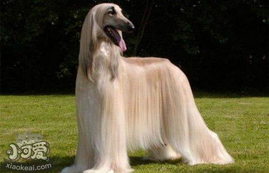 阿富汗獵犬怎么美容 阿富汗獵犬美容操作流程