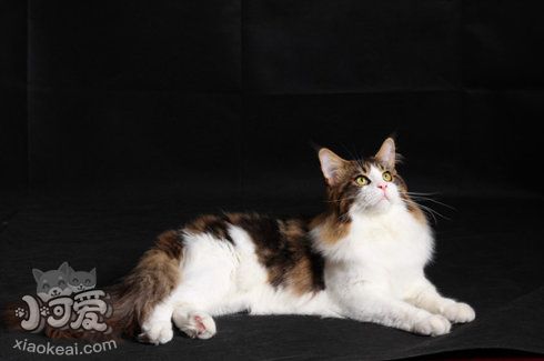 緬因貓感冒吃什么藥 緬因貓感冒治療方法