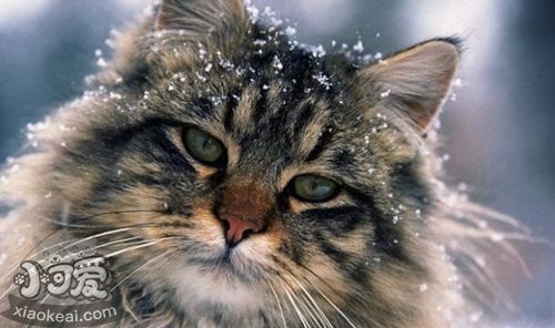 緬因貓拉肚子怎么辦 緬因貓拉肚子原因介紹