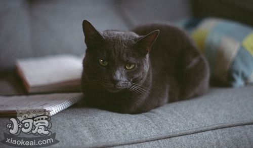 俄羅斯藍(lán)貓便秘怎么辦 藍(lán)貓便秘病因簡析