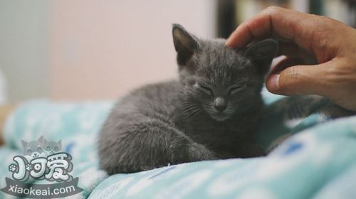 俄羅斯藍(lán)貓得皮膚病怎么辦 貓咪皮膚病治療方法