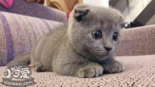 俄羅斯藍(lán)貓得了貓癬如何治療 貓癬治療方法介紹