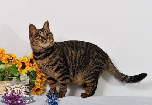 貍花貓口炎有什么癥狀 中國貍花貓口炎癥狀介紹