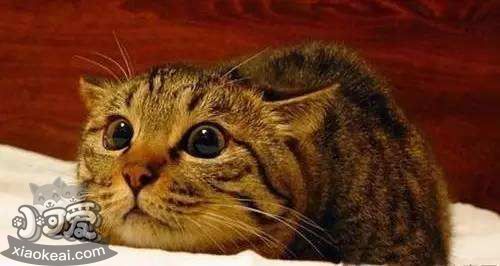 中國(guó)貍花貓感冒了怎么辦 貍花貓感冒預(yù)防方法