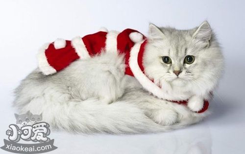 襤褸貓發(fā)燒吃什么藥 貓咪幾度算發(fā)燒