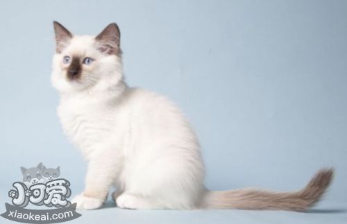 襤褸貓尿路感染怎么治療 貓咪生病注意事項(xiàng)