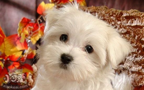 比熊犬不能吃什么東西 比熊犬不能吃食物介紹