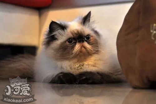 喜馬拉雅貓遺傳疾病有哪些 喜馬拉雅貓遺傳疾病介紹