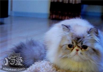 喜馬拉雅貓得了皮膚病怎么辦 貓咪皮膚病預防方法