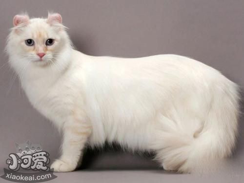 喜馬拉雅貓骨折怎么辦 貓咪骨折緊急處理辦法