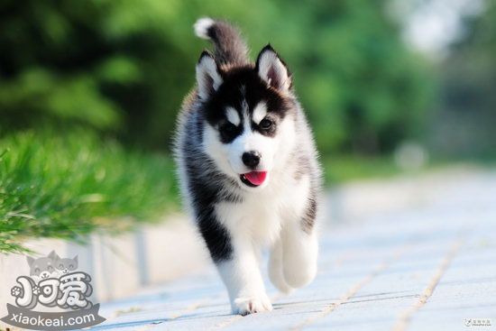 哈士奇耳朵怎么清潔 哈士奇耳朵護(hù)理方法1