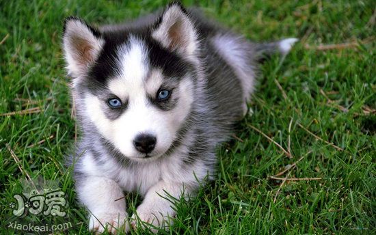 哈士奇發(fā)燒怎么辦 哈士奇發(fā)燒治療方法1