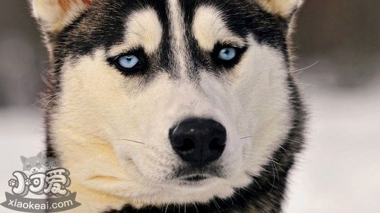 哈士奇厭食怎么辦 哈士奇厭食處理方法1