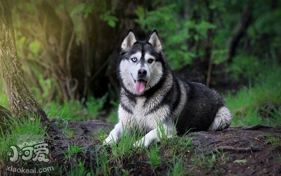 哈士奇趴下怎么訓(xùn)練 哈士奇趴下訓(xùn)練教程1