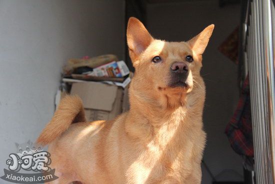 中華田園犬怎么喂養(yǎng) 中華田園犬喂養(yǎng)注意事項(xiàng)1