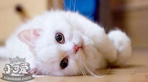 山東獅子貓尿頻怎么辦 獅子貓尿頻解決辦法