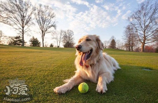 怎么訓(xùn)練拉布拉多裝死 拉布拉多裝死訓(xùn)練心得1