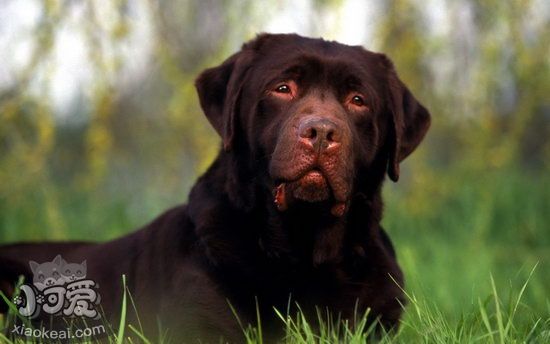 拉布拉多牙齒怎么清潔 拉布拉多口腔護理流程1