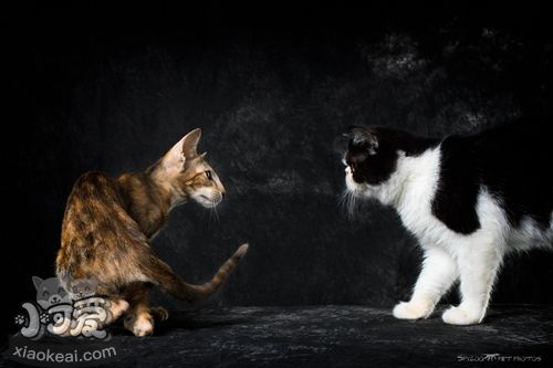 東方短毛貓?jiān)趺粗委熦埼?東方短毛貓貓瘟治療方法