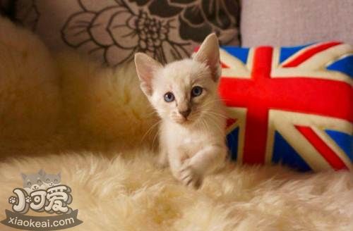 東方短毛貓貧血有哪些癥狀 貓咪貧血癥狀