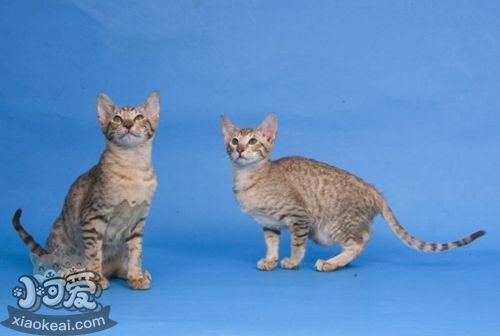 東方短毛貓如何防治貓弓形蟲病