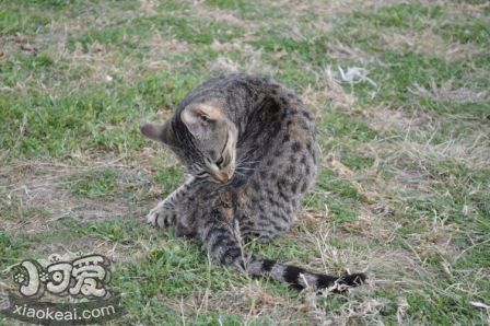 埃及貓吃什么驅(qū)蟲(chóng)藥 埃及貓驅(qū)蟲(chóng)方法