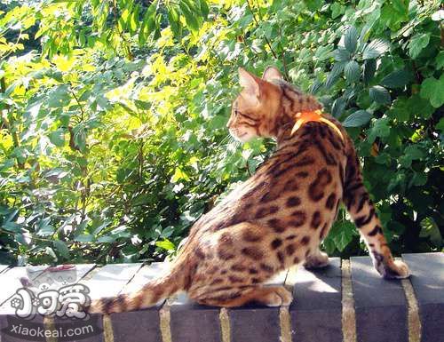 埃及貓身上有黑點(diǎn)怎么回事 貓咪身上有黑點(diǎn)解疑