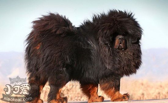 藏獒腸胃炎的癥狀有哪些 藏獒腸胃炎的癥狀及治療方法1